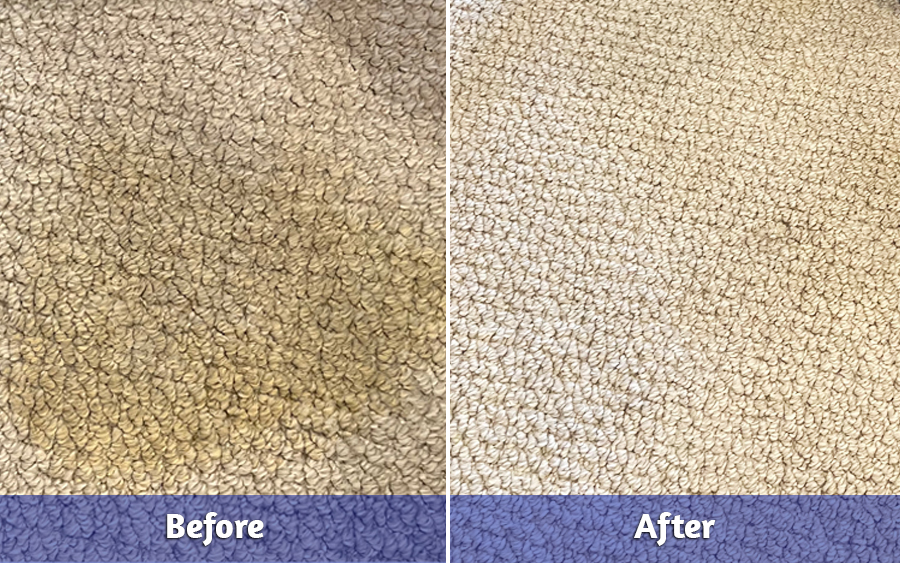 Before and After of Pet Stain Removal
