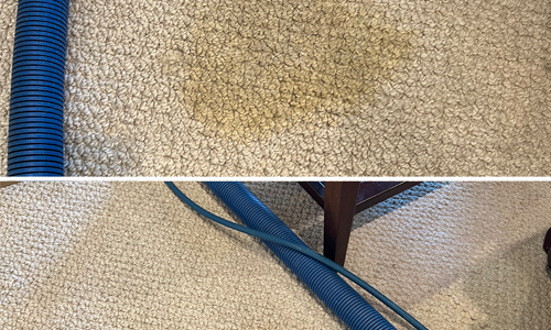 Before and after photo of a pet stain on residential carpet
